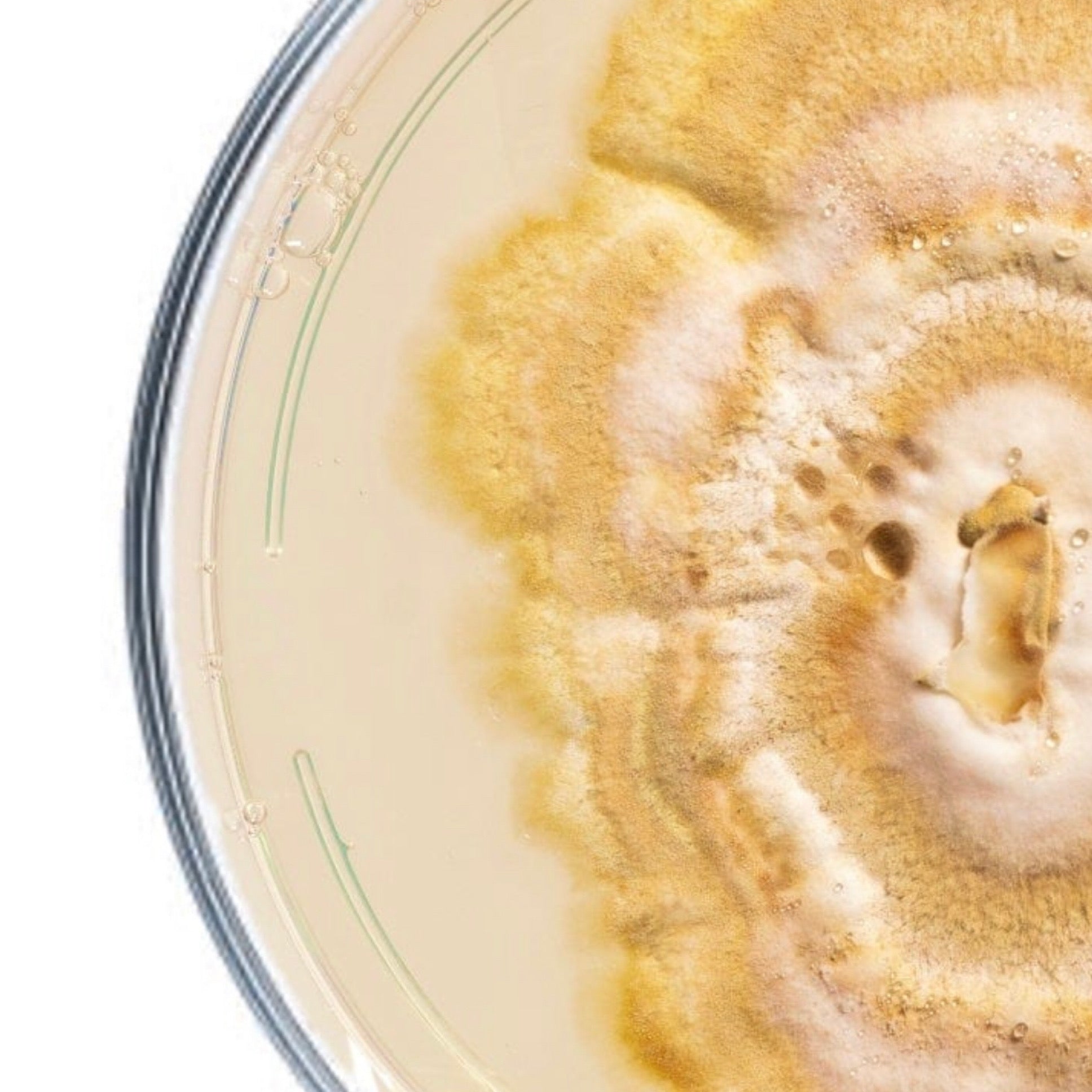 closeup of reishi culture in petri dish